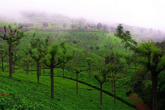 Photo Point Rolling Tea Gardens and Silver Oak Trees in Munnar Kerala